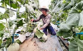 Hộ kinh doanh vườn dưa lưới Vĩnh Thành